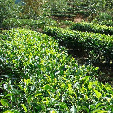 茶葉種植智能管理系統(tǒng)